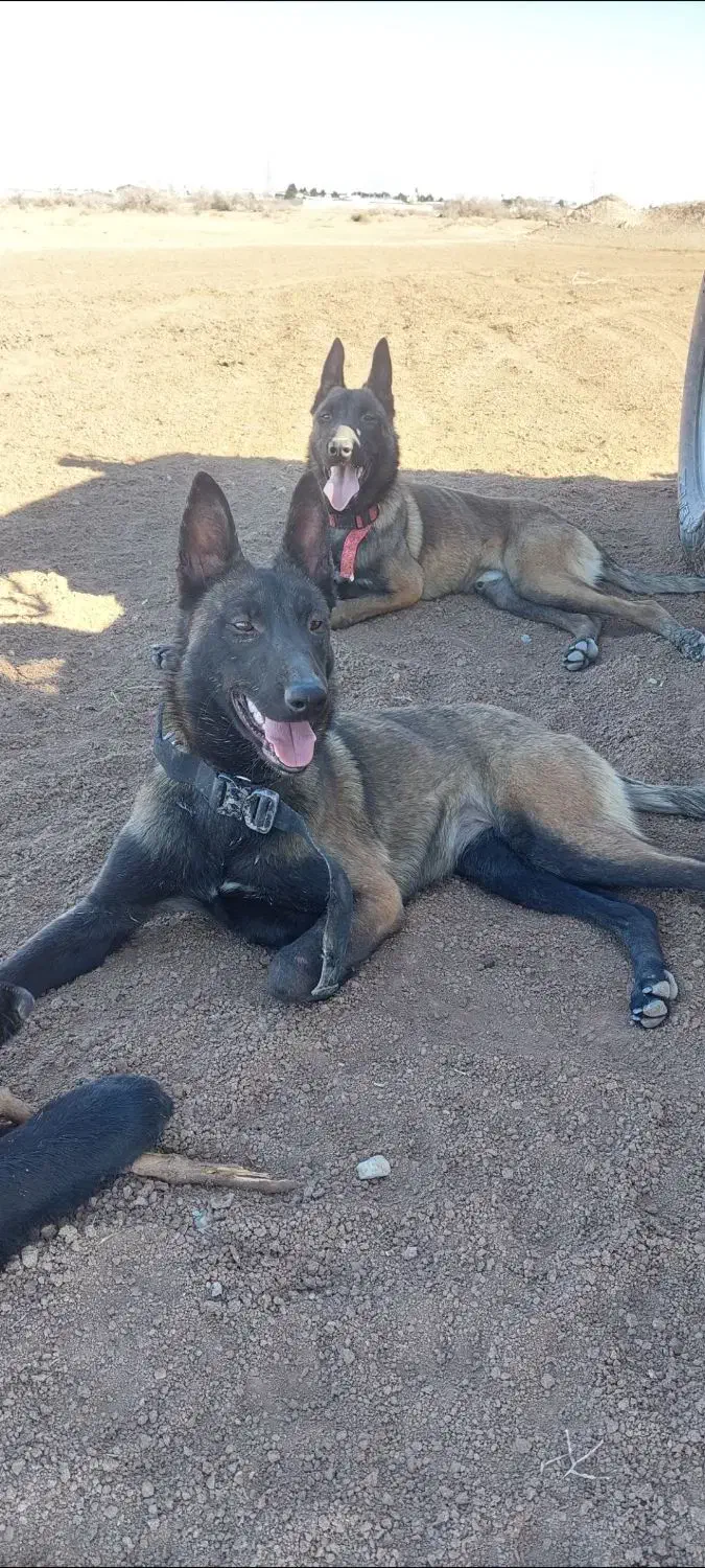 مالینویز|سگ|ماهدشت, |دیوار