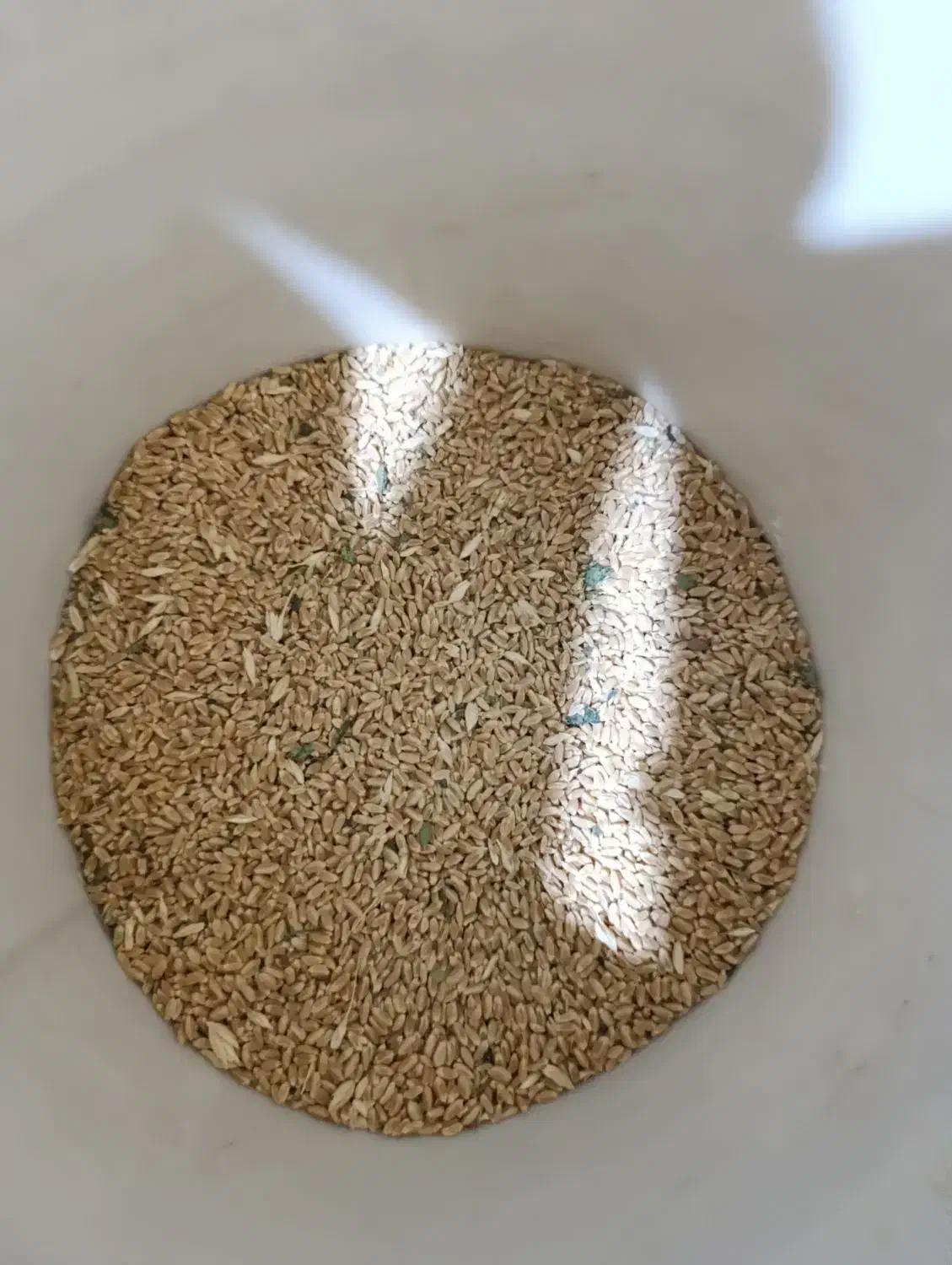 گندم|لوازم جانبی حیوانات|مشهد, آبکوه|دیوار