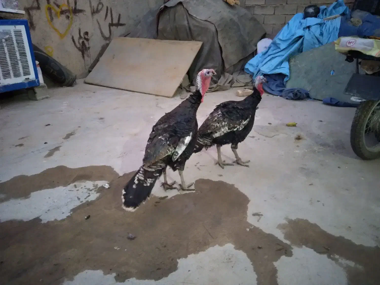 بوقلمون نر|حیوانات مزرعه|زاغه, |دیوار