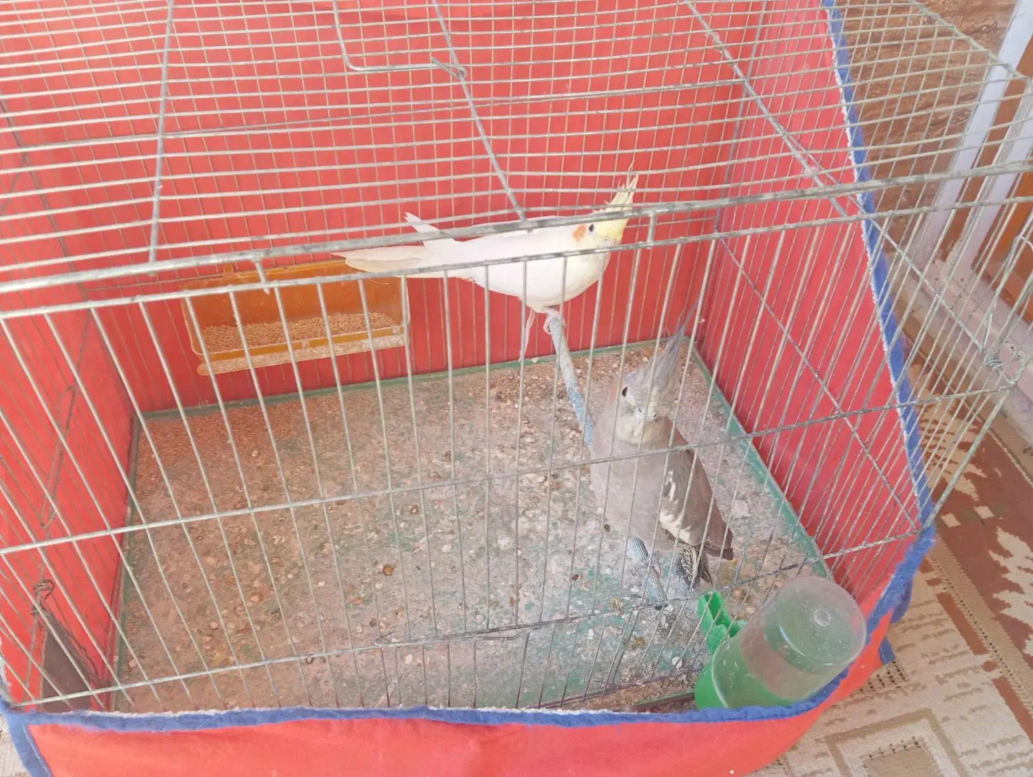 یک جفت عروس هلندی نر و ماده|پرنده|کوهدشت, |دیوار