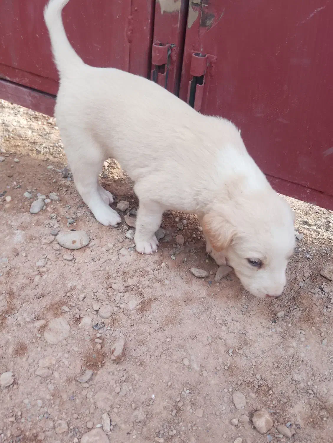 سگ فروشی|سگ|ایرانشهر, |دیوار