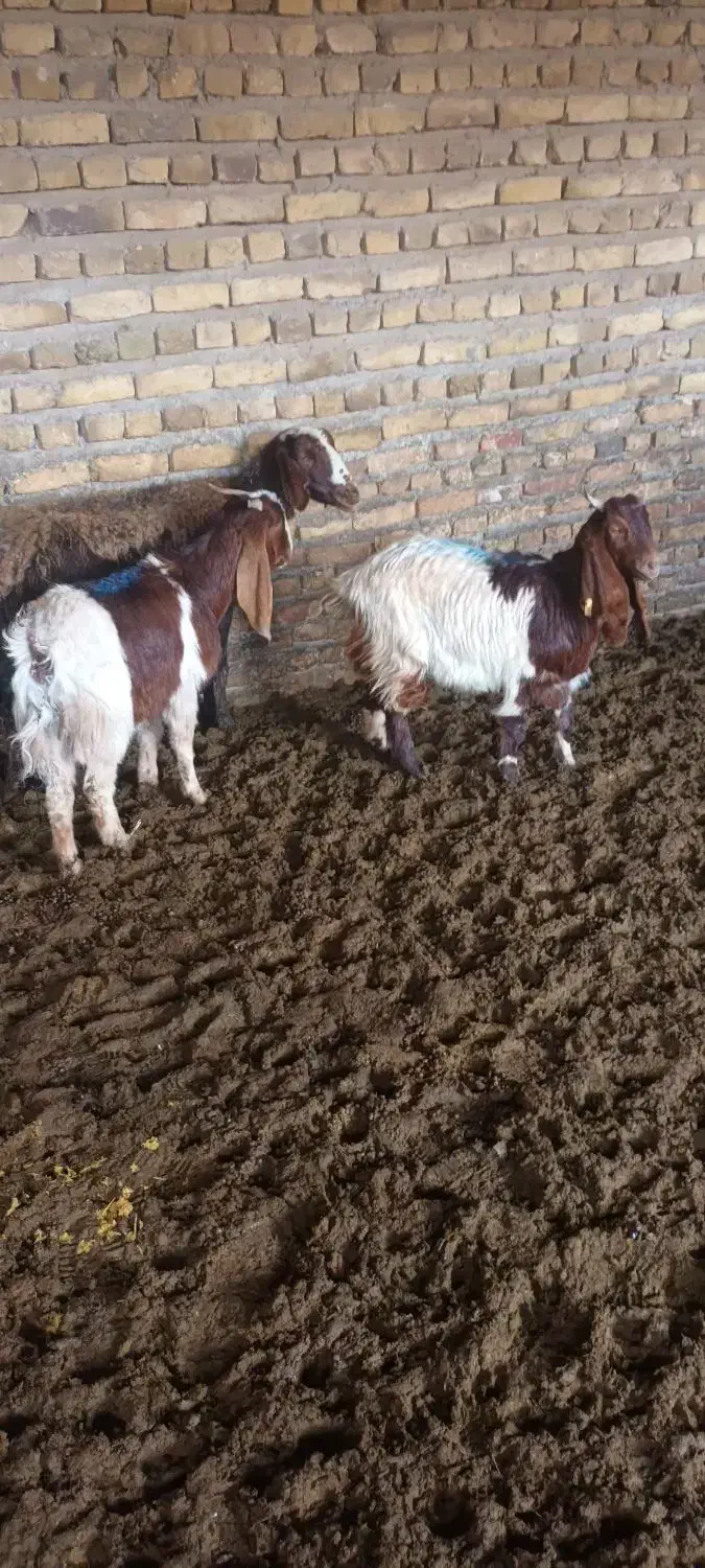 میش بز|حیوانات مزرعه|تربت‌حیدریه, کوی شهید احمدزاده ملکی|دیوار