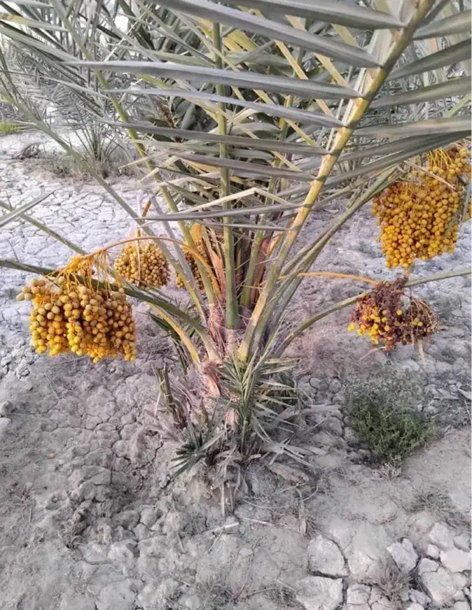 فروش خانه باغ زیرانگ|فروش خانه و ویلا|قشم, |دیوار