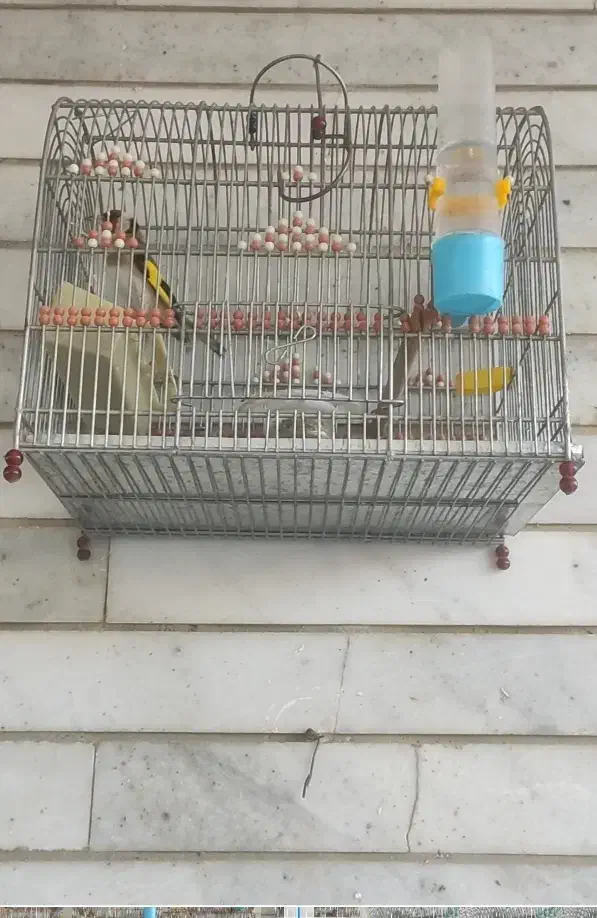 سهره|پرنده|آباده, |دیوار