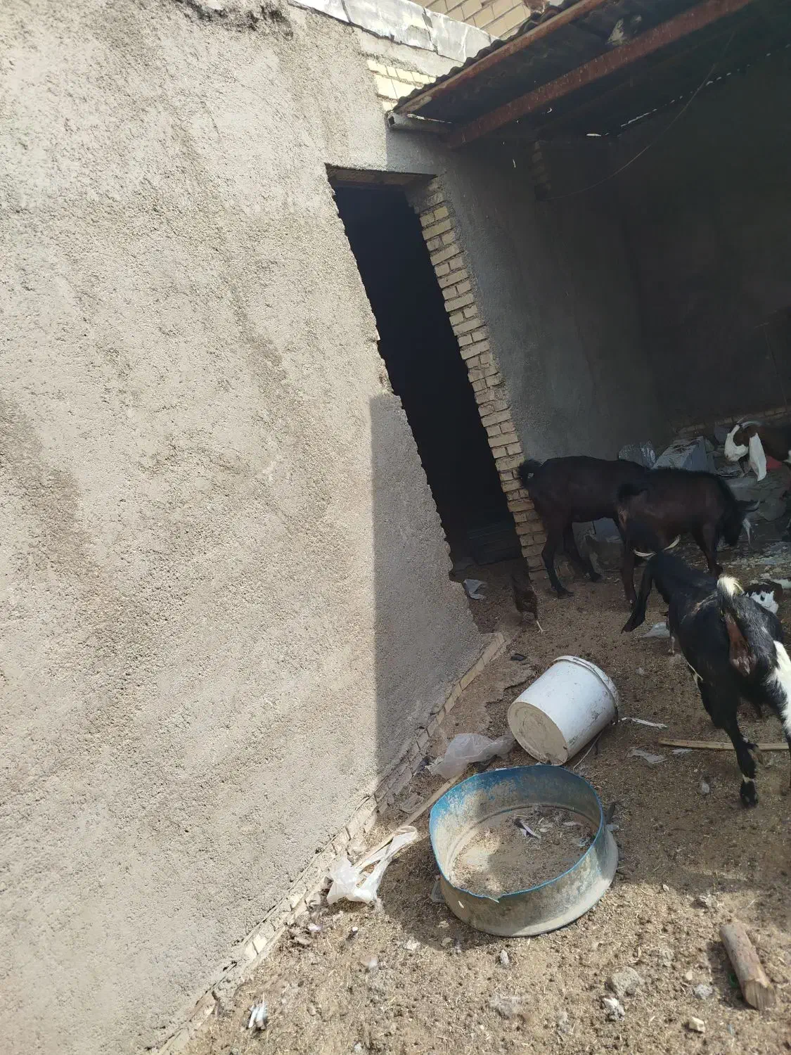 بز ماده|حیوانات مزرعه|بندر ماهشهر, |دیوار