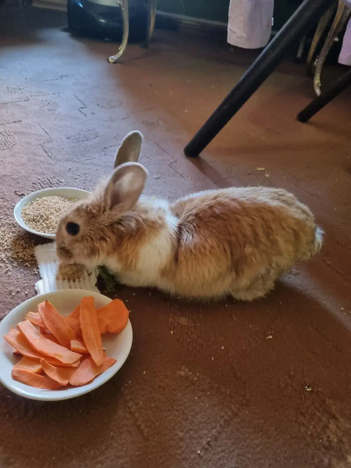 خرگوش نر ارام و اهلی|موش و خرگوش|سهند, |دیوار