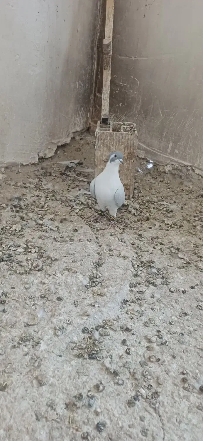 پرنده|پرنده|مشهد, حجت|دیوار