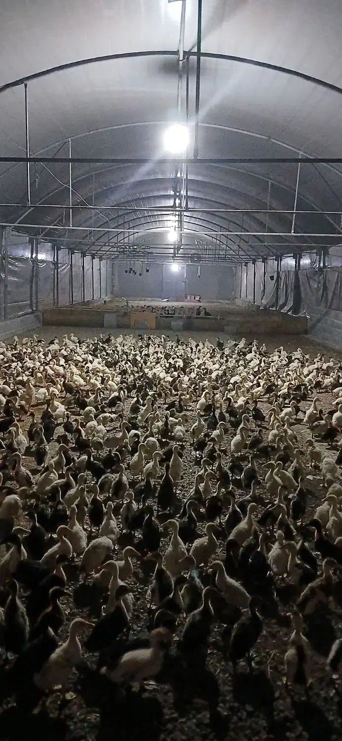 اردک ۱۵روز قیمت مناسب برای مصرف کننده|حیوانات مزرعه|هادی شهر, |دیوار