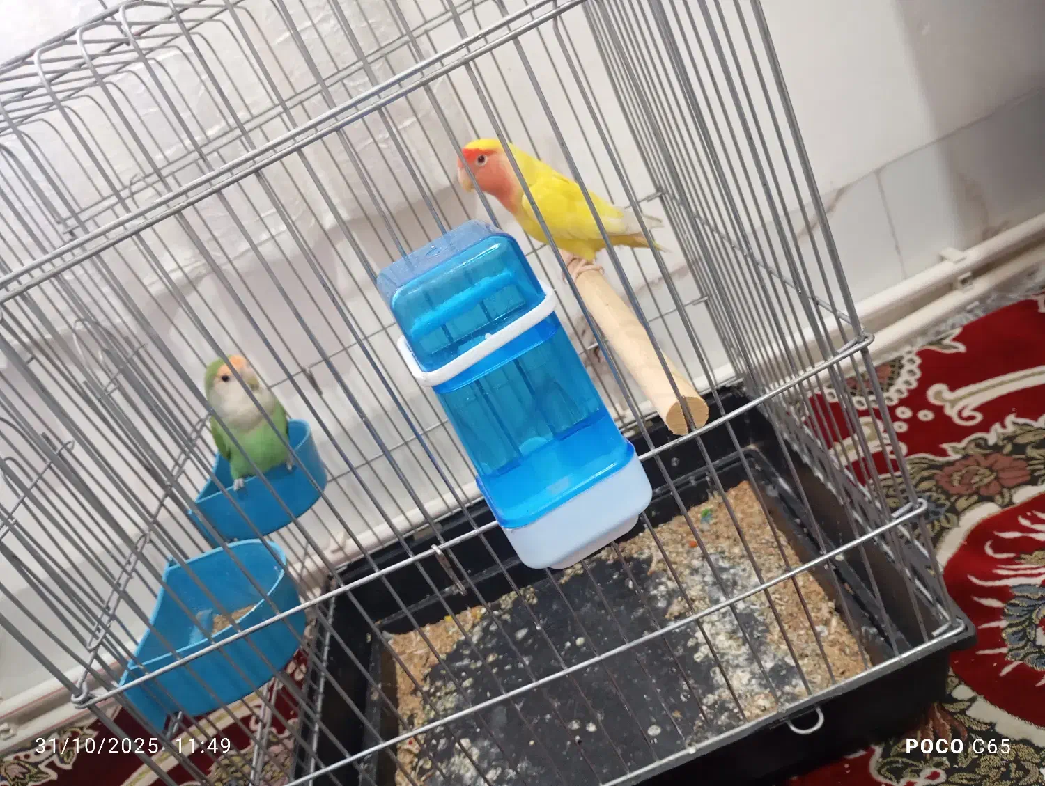 دوعدد طوطی|پرنده|جوانرود, |دیوار