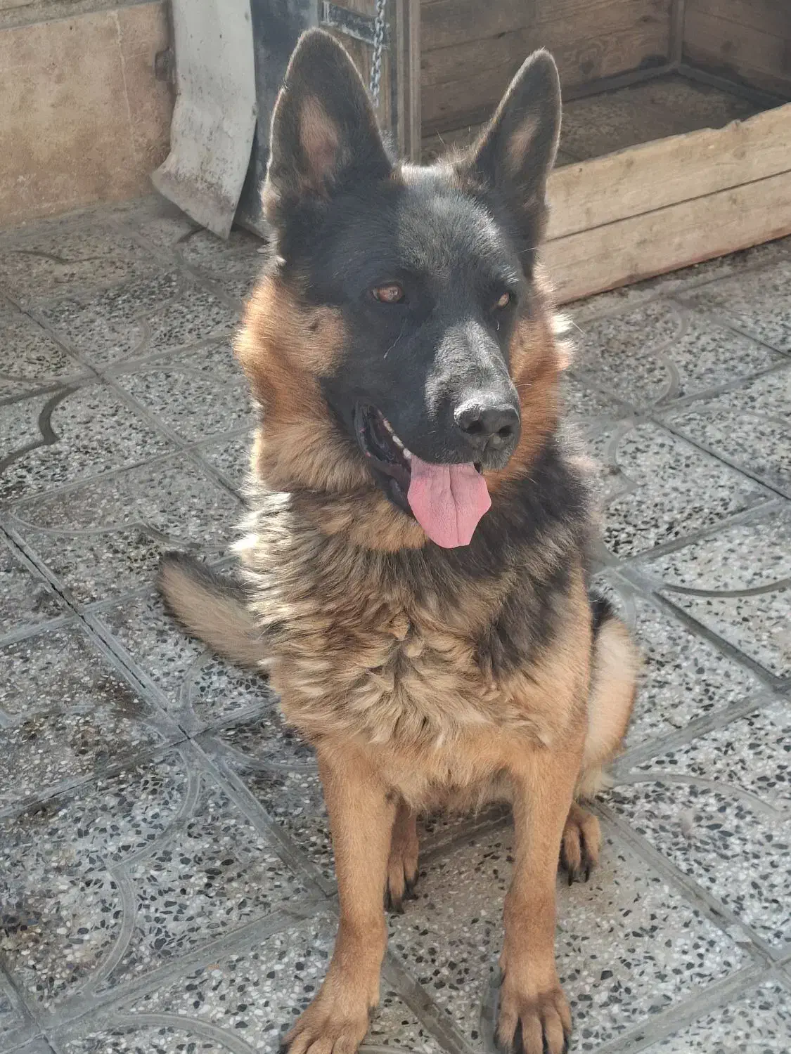 ماده ژرمن شیپر شیب استاندارد اموزش دیده|سگ|شاهینشهر, گزبرخوار|دیوار