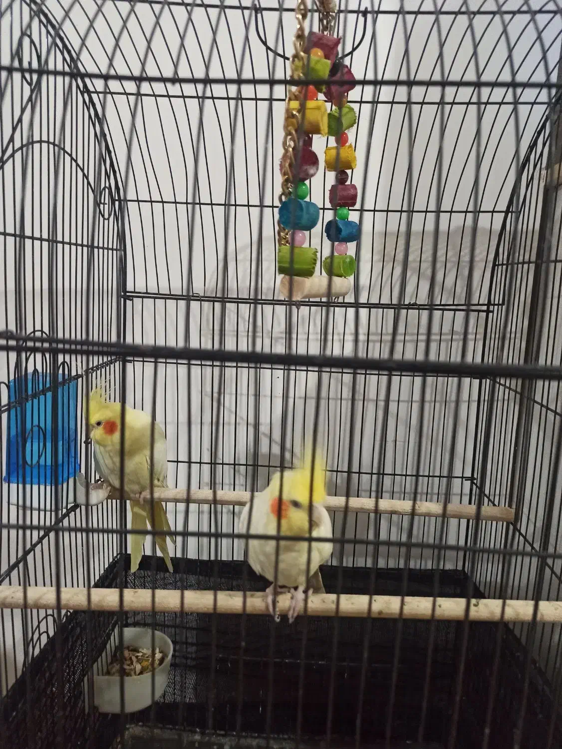 عروس هلندی|پرنده|صالح آباد, |دیوار