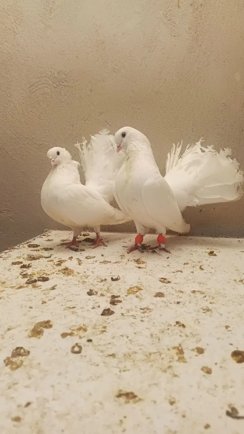 کبوتر فروشی|پرنده|ساری, |دیوار