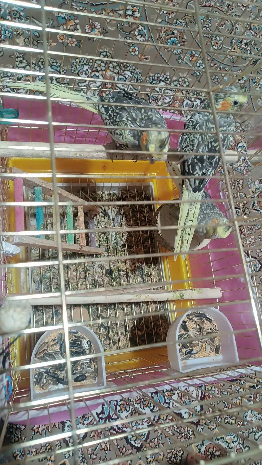 عروس هلندی 2ماهه|پرنده|بانه, |دیوار