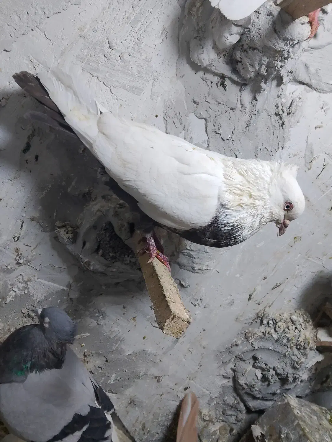 کبوتر دمبی|پرنده|شیراز, شهرک قمشه|دیوار