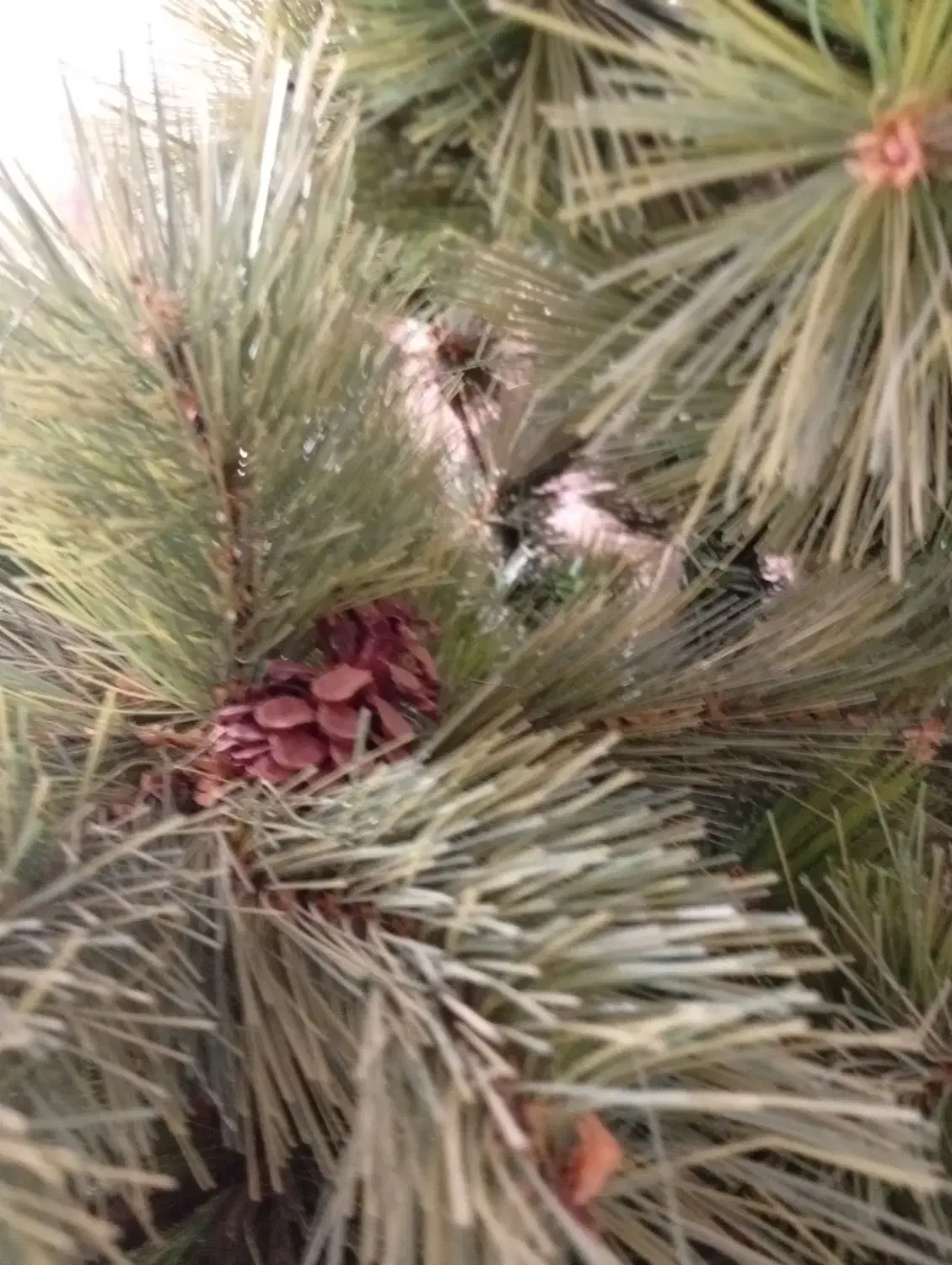 درختچه ی کاج سالم و زیبا|گل مصنوعی|مشهد, طلاب|دیوار