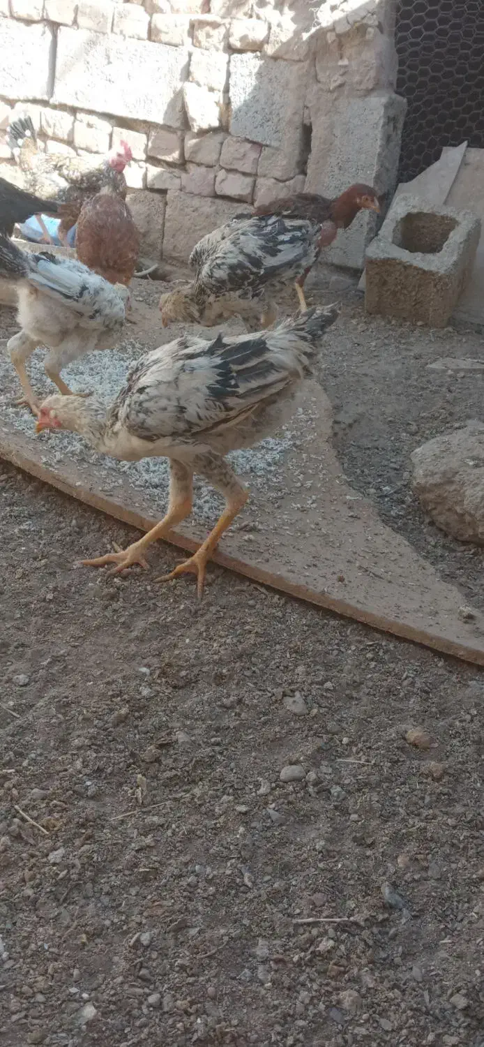 جوجه مرغی|پرنده|خاش, |دیوار