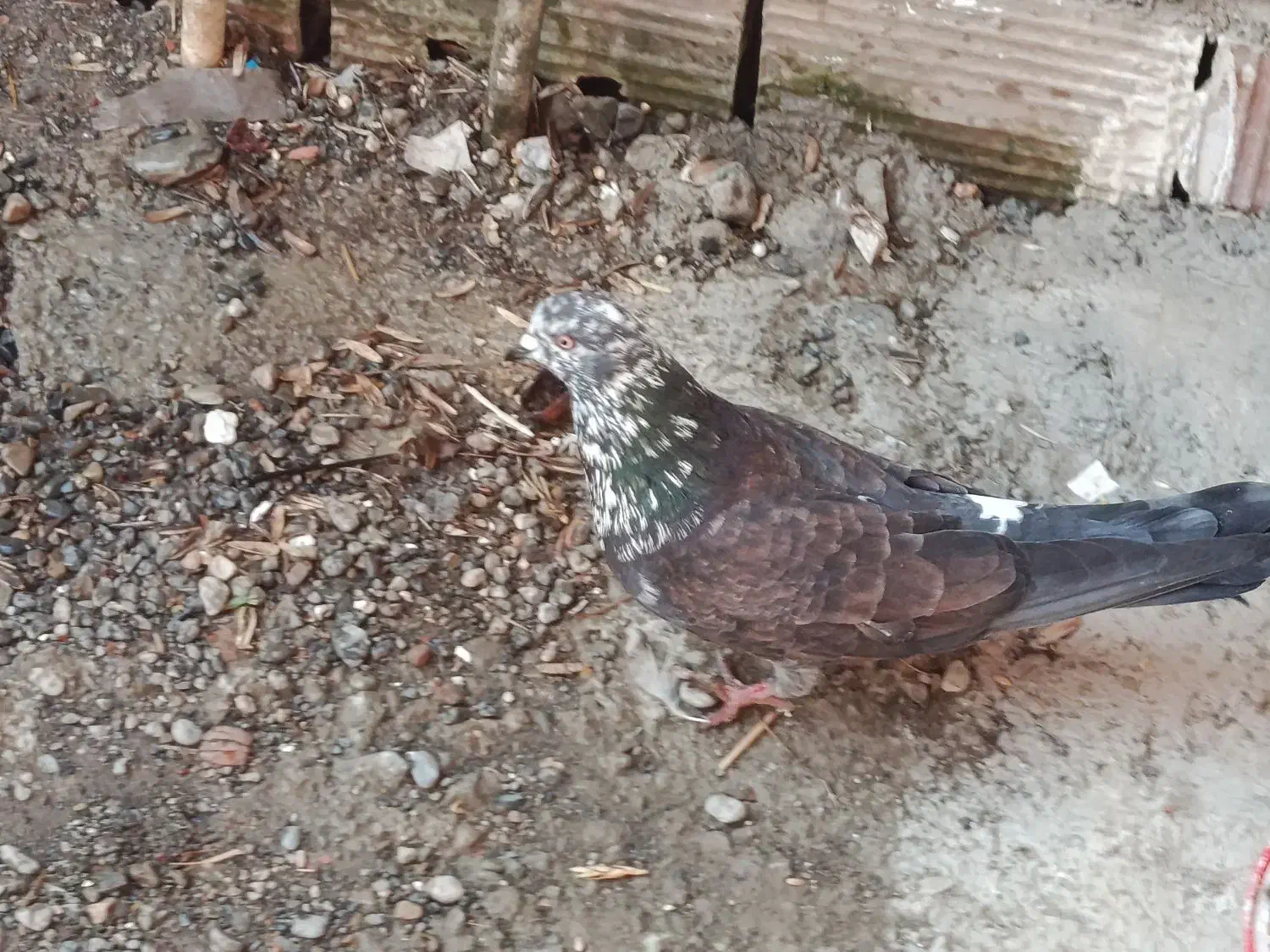 ۹۵۰ تومان کلش|پرنده|گرگان, |دیوار