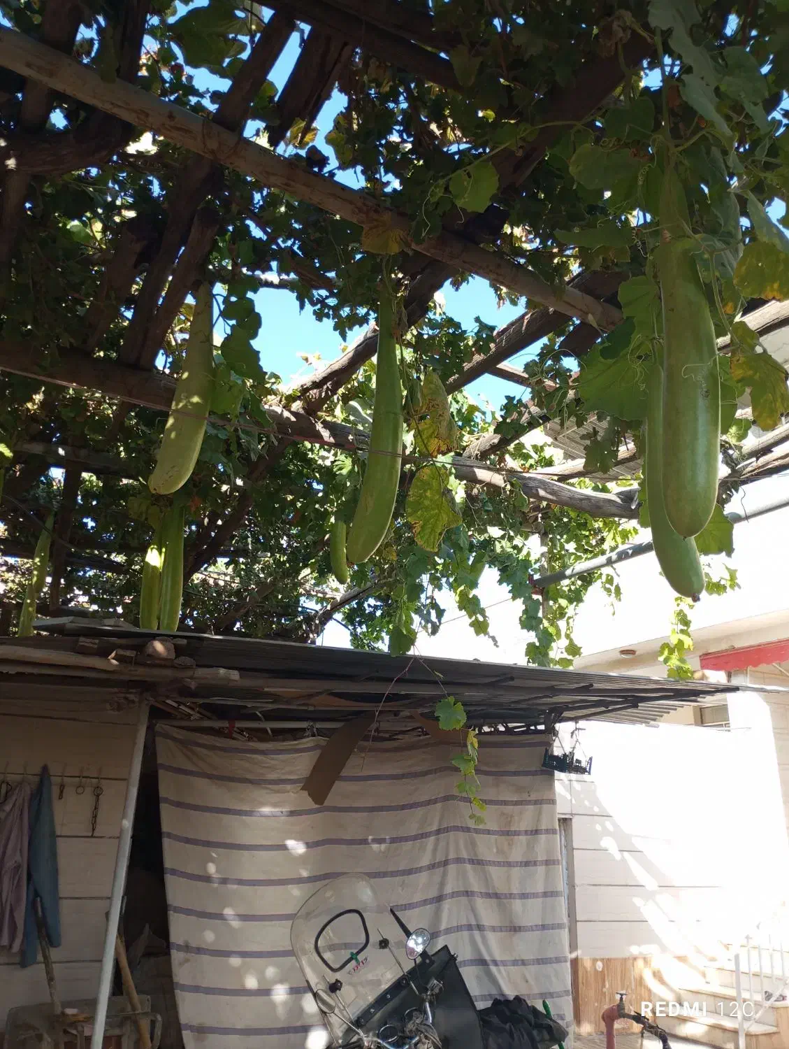 کدونی قلیانی|گل و گیاه طبیعی|تربتحیدریه, دیزقند|دیوار