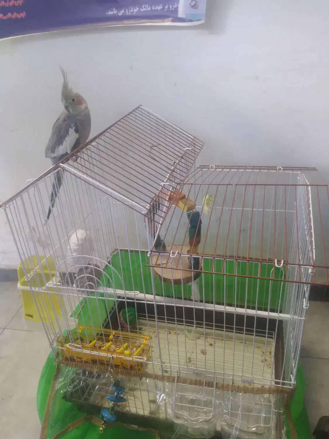 عروس هلندی ماده|پرنده|اصفهان, الهیه|دیوار