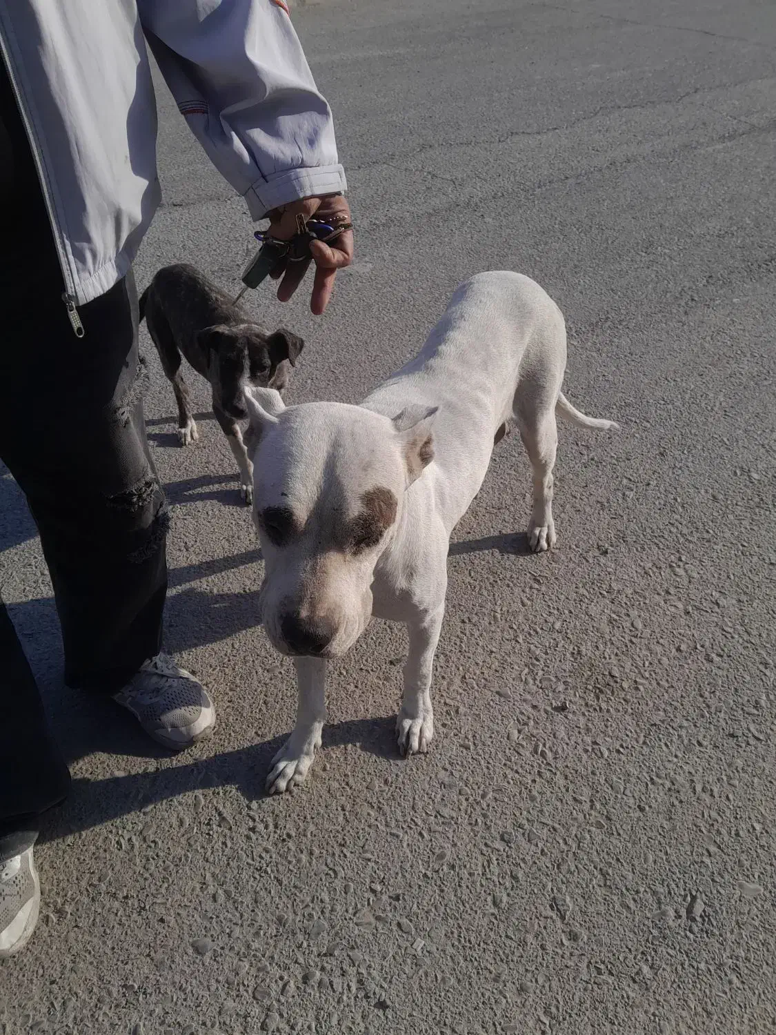 سگ داگوماده یامعاوضه پرنده|سگ|فشاپویه, |دیوار