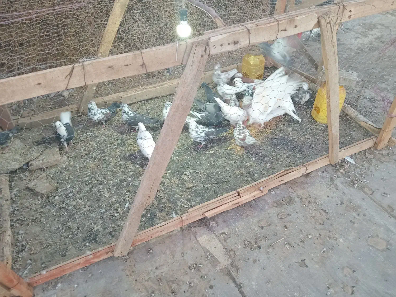 کبوتر پرشی|پرنده|چاراویماق, |دیوار