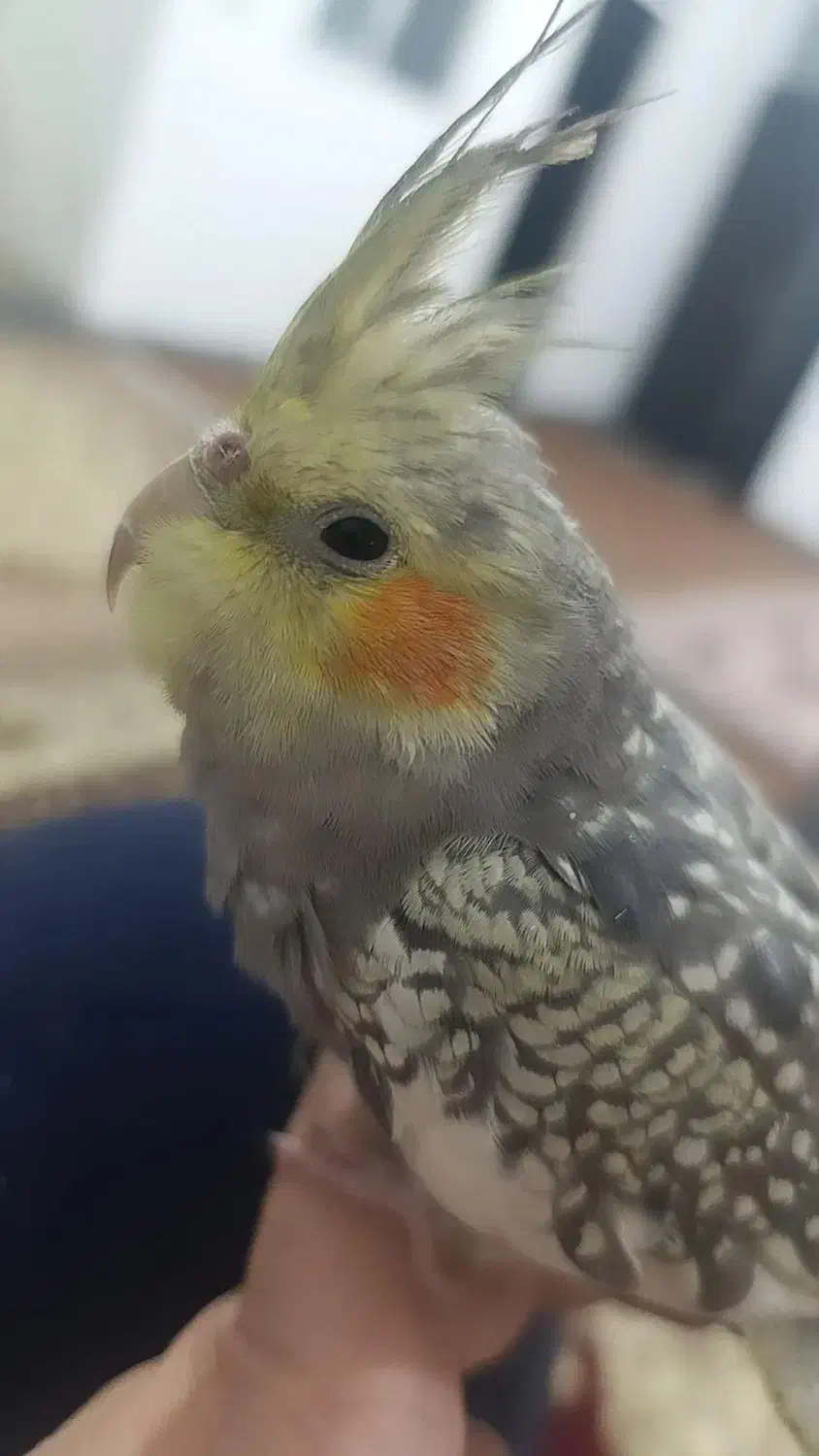 عروس هلندی نر|پرنده|کبودرآهنگ, |دیوار