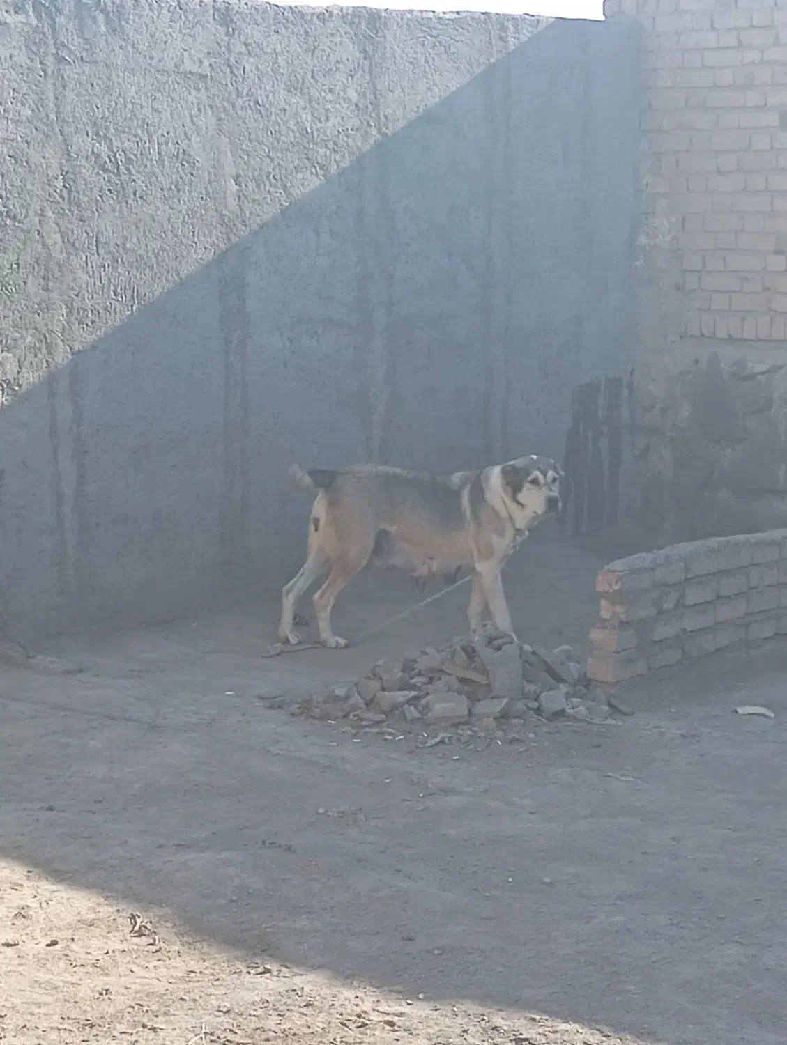 ماده خراسانی|سگ|نیشابور, ده حلاج|دیوار