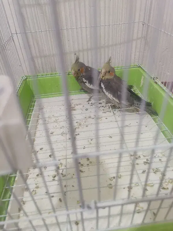 جوجه عروس هلندی سرلاک خور|پرنده|کنگاور, |دیوار