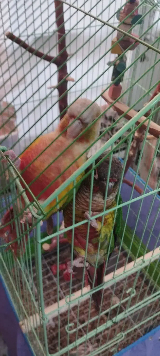 جفت گرینچیک دستی سخنگو|پرنده|کوهبنان, |دیوار