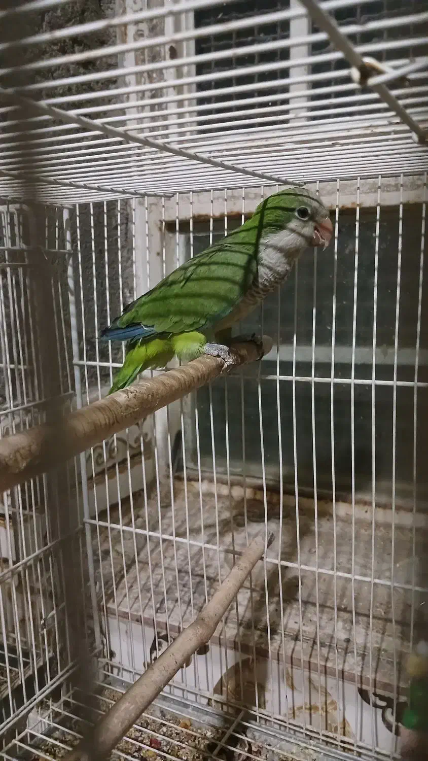 راهب و گرینچیک|پرنده|زبرخان, |دیوار