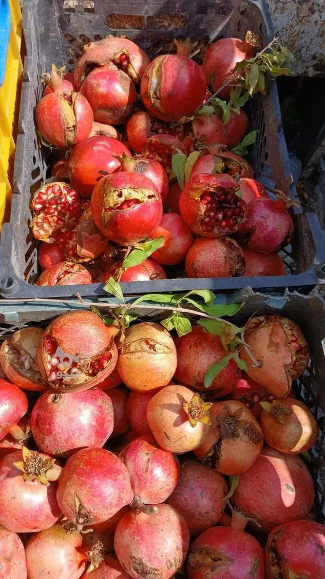 فروش انار ربی ترک همراه با انارهای ریز سالم|خوردنی و آشامیدنی|رشت, معلولین|دیوار