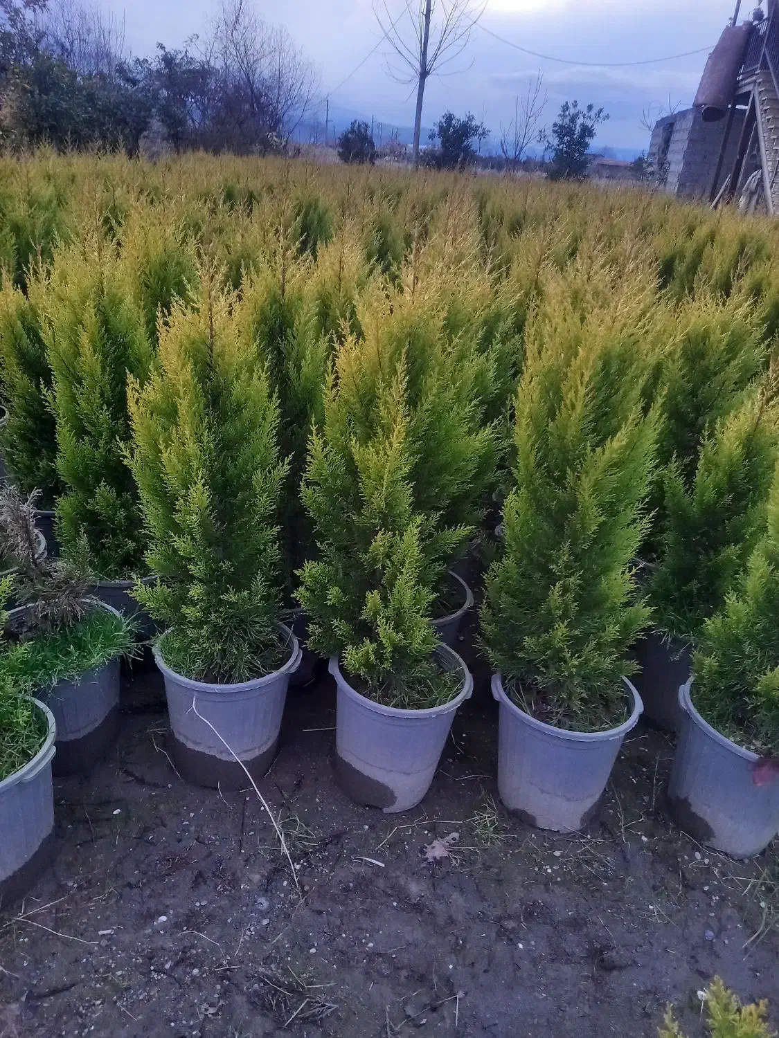 کاج طلایی|گل و گیاه طبیعی|کهن آباد, |دیوار