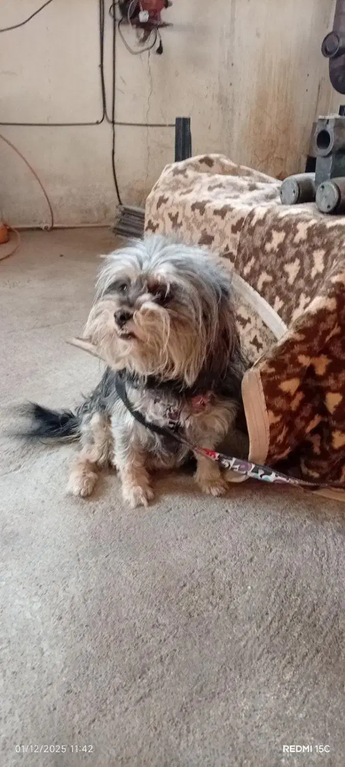 سگ شیتزو خانگی|سگ|تبریز, |دیوار