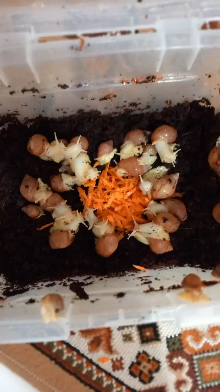 خاویار و جوجه حلزون آفریقایی|خزنده|کرج, خرمدشت|دیوار