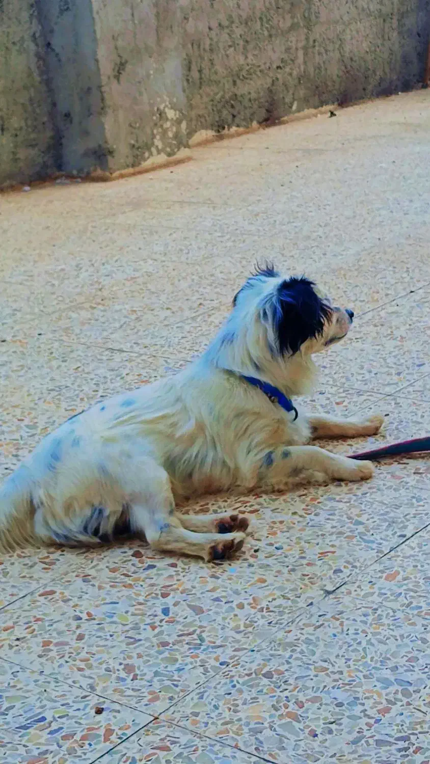 سگ پاکوتاه گمشده|سگ|جیرفت, |دیوار