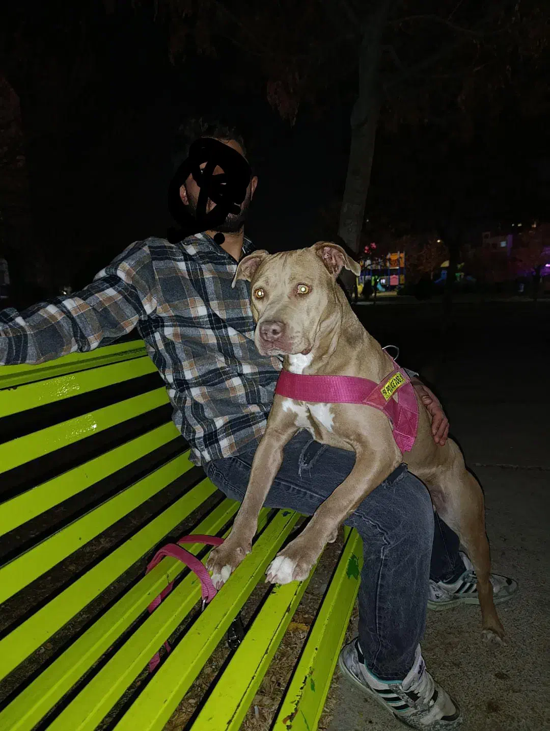 یجفت پیت بول بی‌نظیر|سگ|همدان, |دیوار