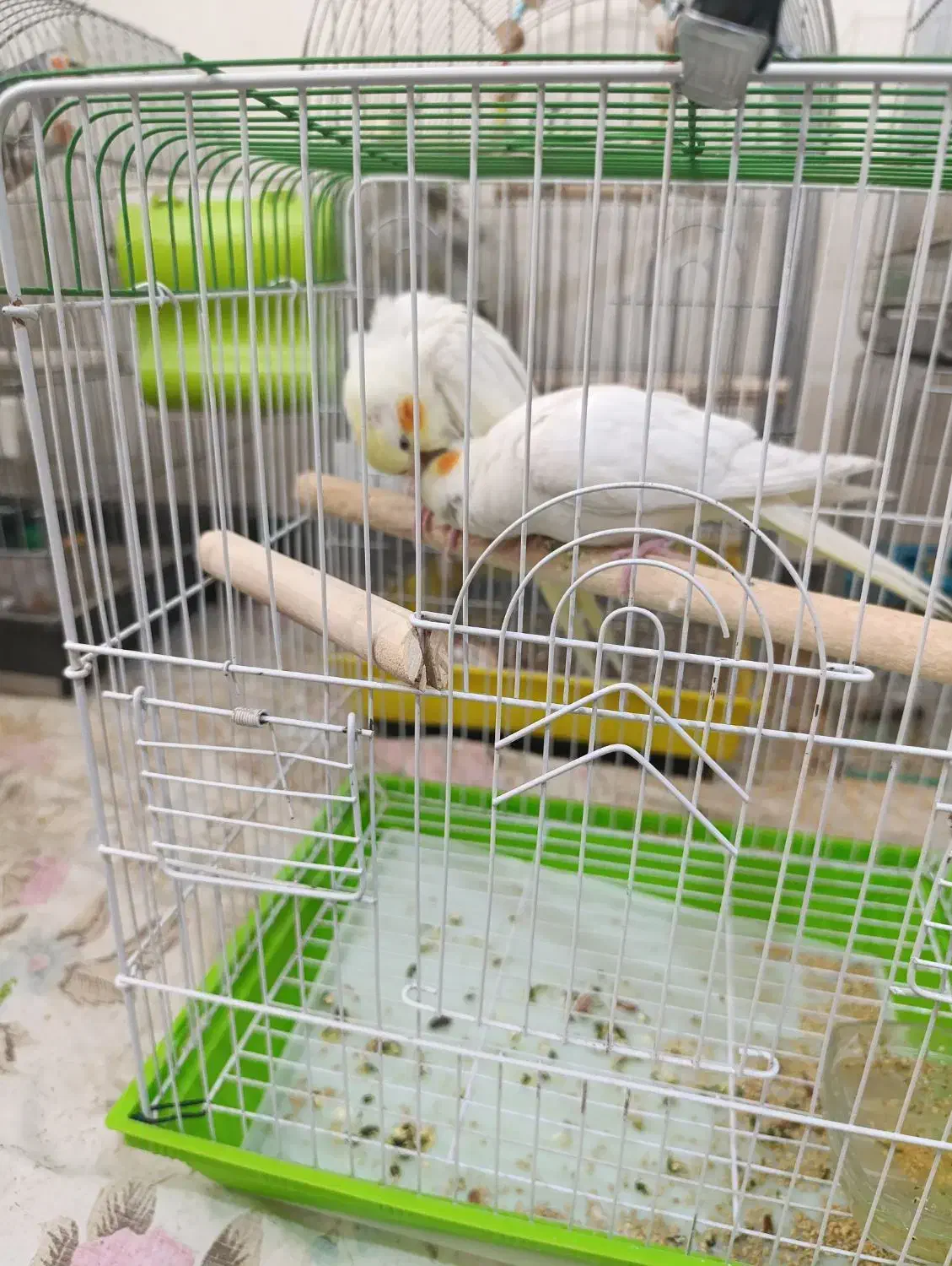 عروس هلندی لوتینو|پرنده|نهاوند, |دیوار