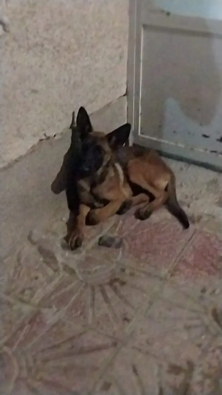 معاوضه با بره یا کهره هم قیمت|سگ|مرودشت, ژیان|دیوار