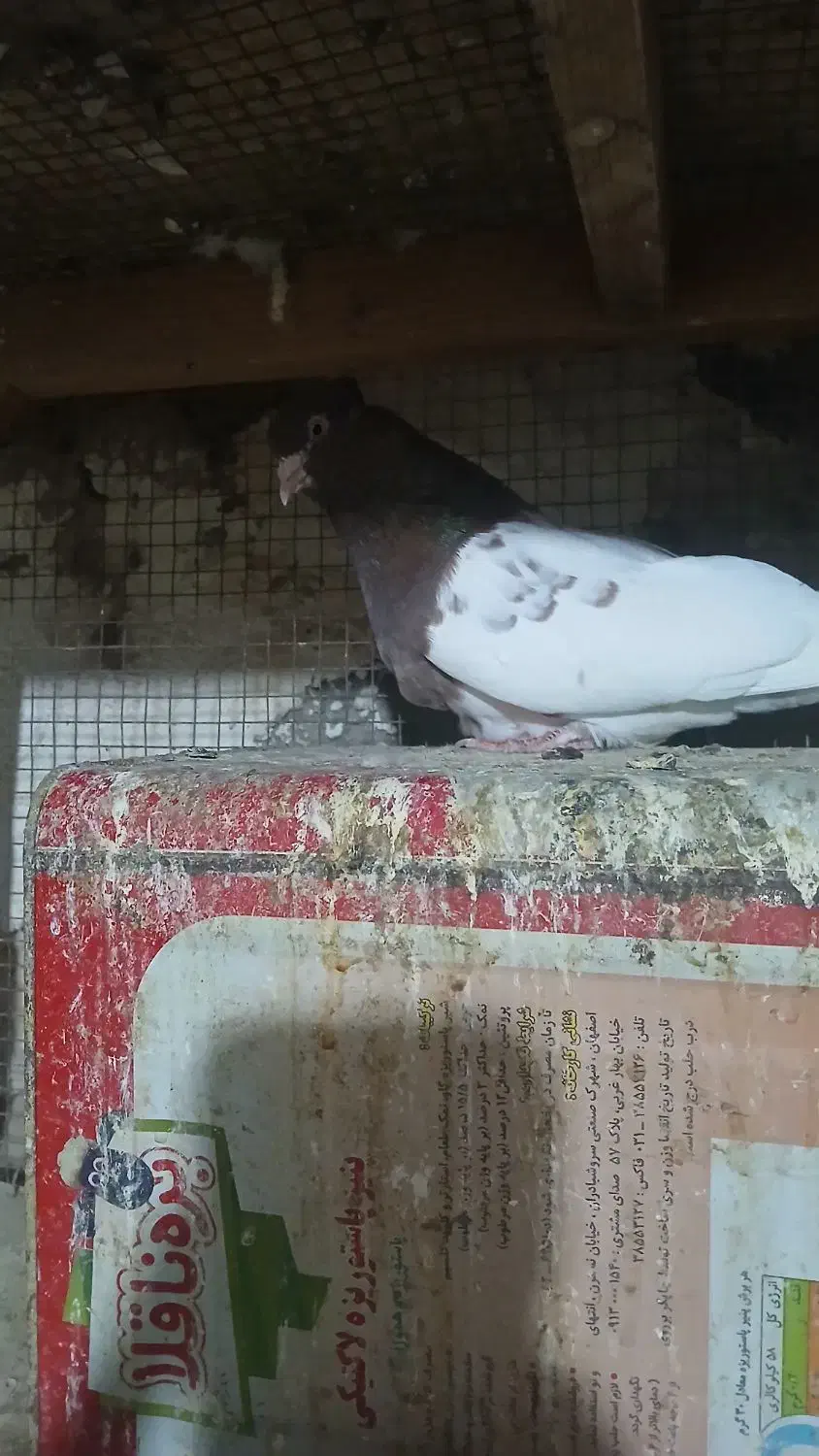 معاوضه چند جفت کله ای  با سگ قدرجونی یا زنبور|پرنده|سمیرم, |دیوار