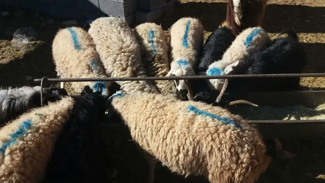 بره بز گوسفند چپش بزغاله میش شیشک گاو گوساله|حیوانات مزرعه|اصفهان, دهنو|دیوار