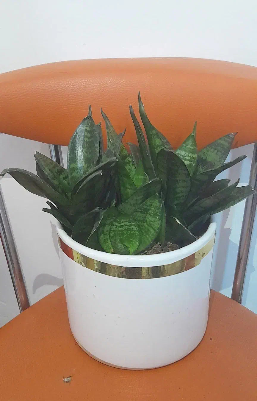 گل سانسوریا|گل و گیاه طبیعی|کرمانشاه, |دیوار