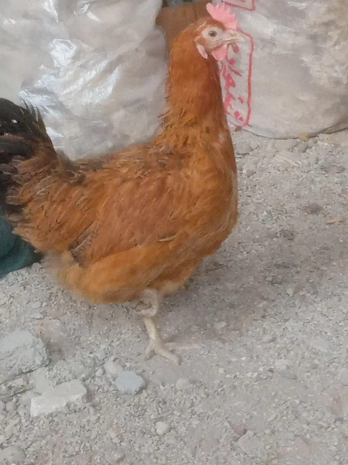 مرغ تخم گذار|حیوانات مزرعه|آبپخش, |دیوار