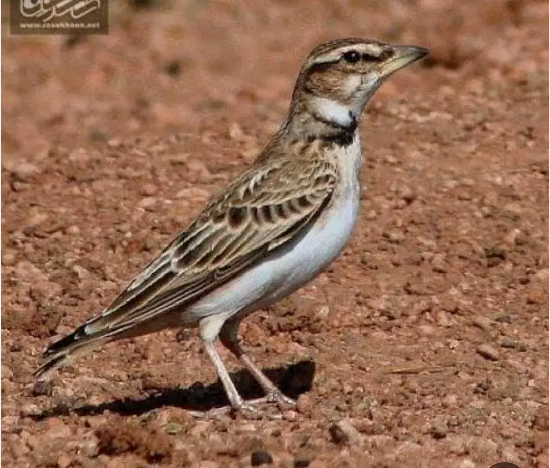 سهره خاکی رام کرمان|پرنده|ماهان, |دیوار