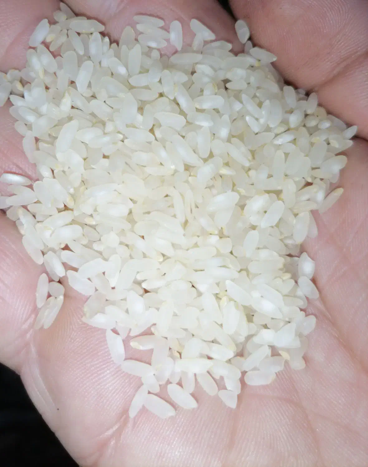 برنج اعلای کامفیروزی درجه یک|خوردنی و آشامیدنی|شیراز, سفیرشمالی|دیوار