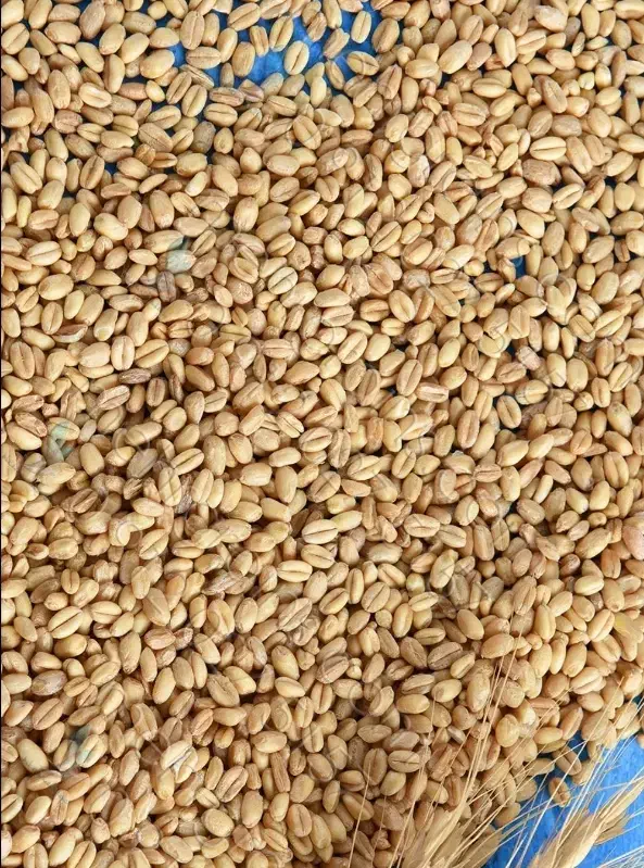 گندم امسالی|خوردنی و آشامیدنی|جلگه ماژان, |دیوار