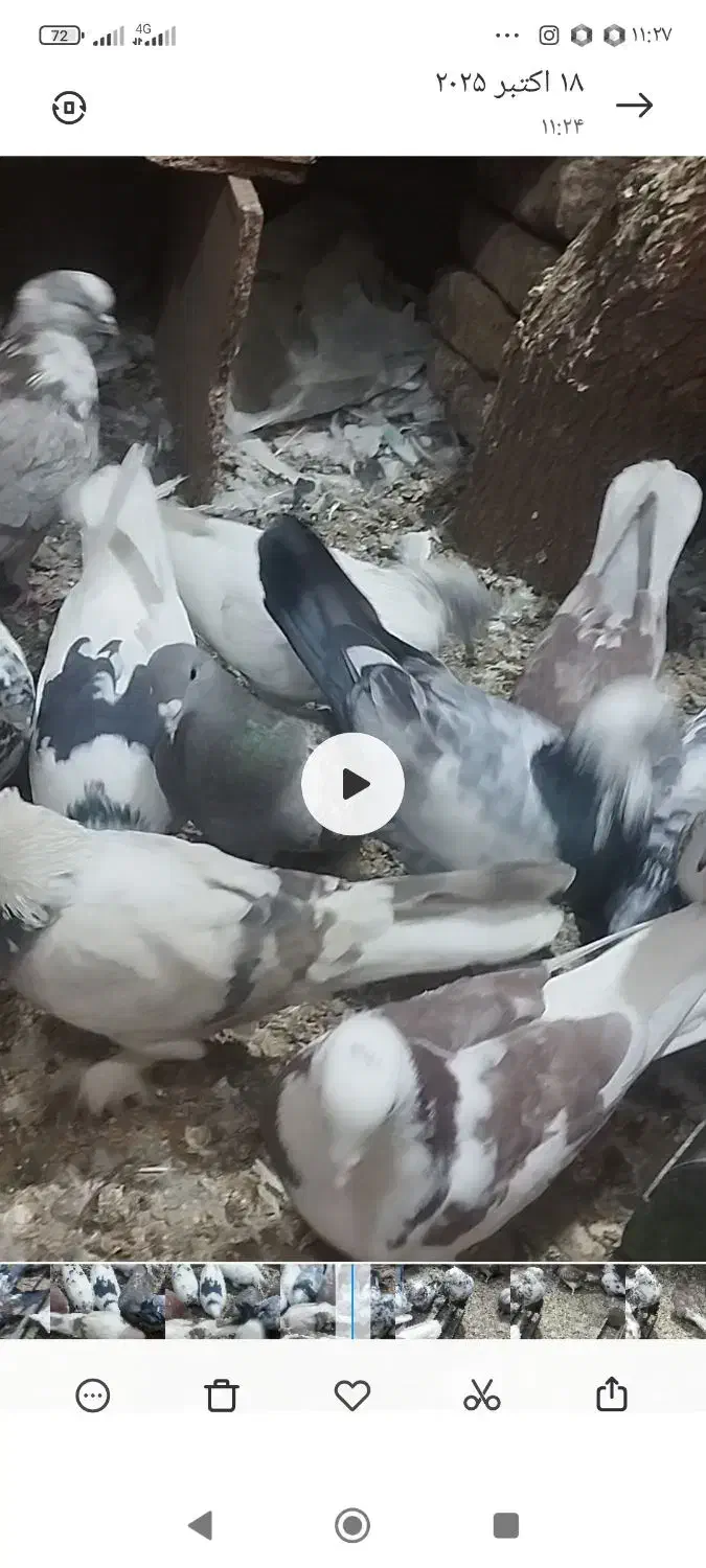 کفتر گنجه بری|پرنده|رودهن, |دیوار