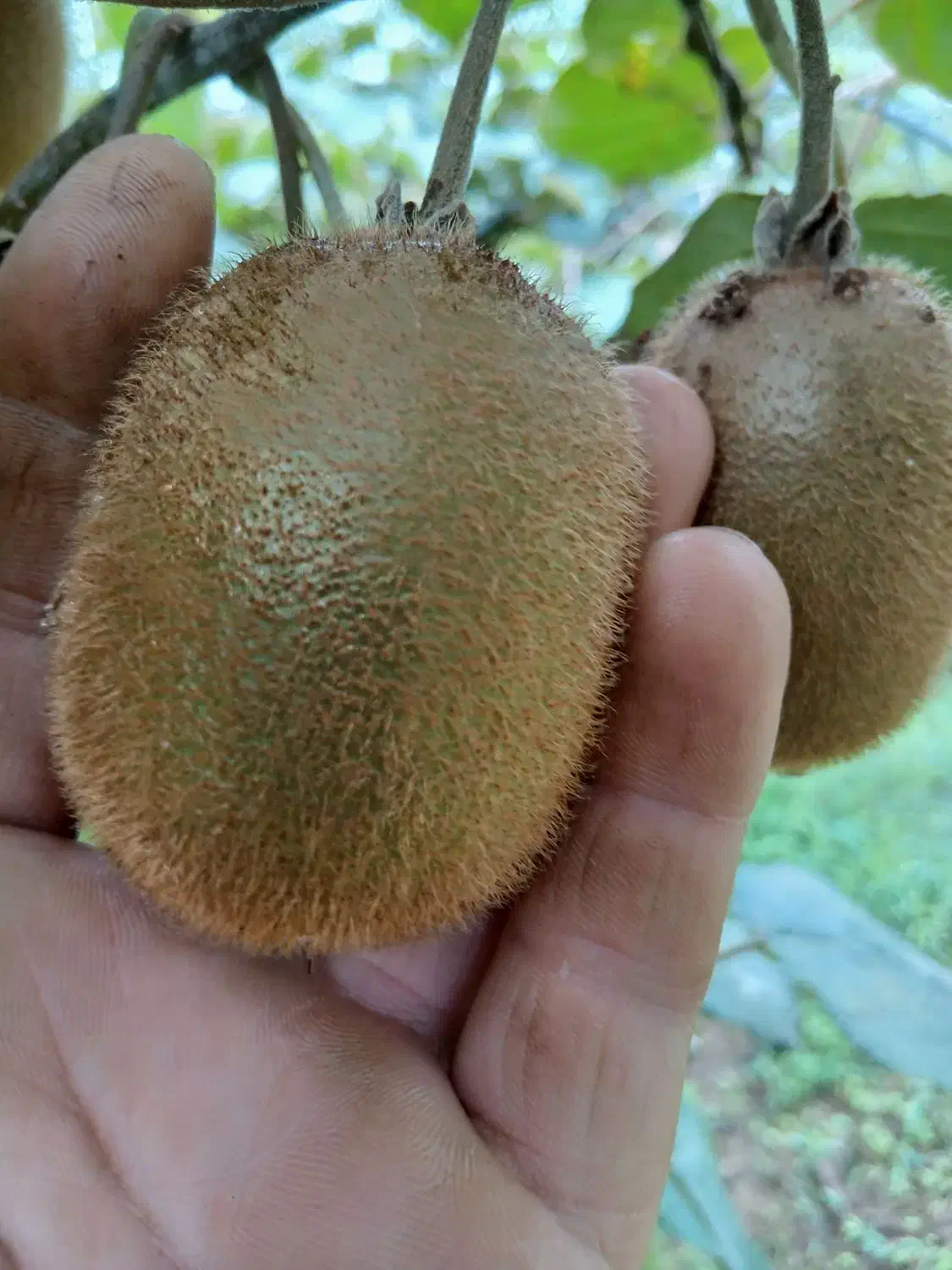 فروش عمده کیوی|عمدهفروشی|لاهیجان, لیل|دیوار