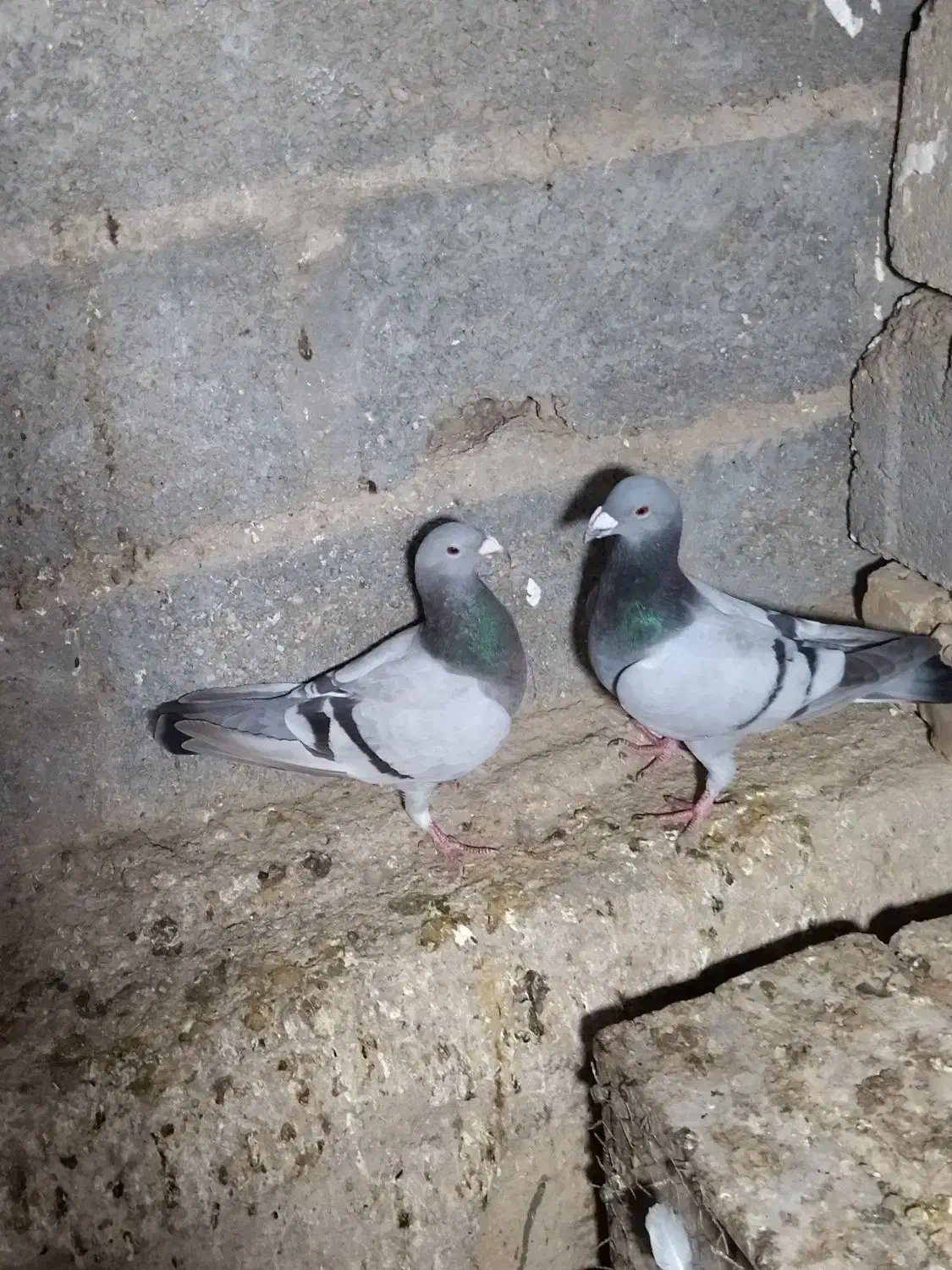 کبوتر میکس مریس دلبر شو ریسر|پرنده|گراش, |دیوار