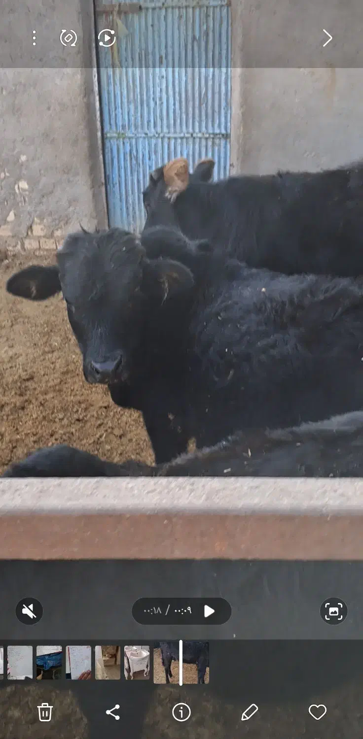 گوساله نر و ماده|حیوانات مزرعه|لوشان, |دیوار