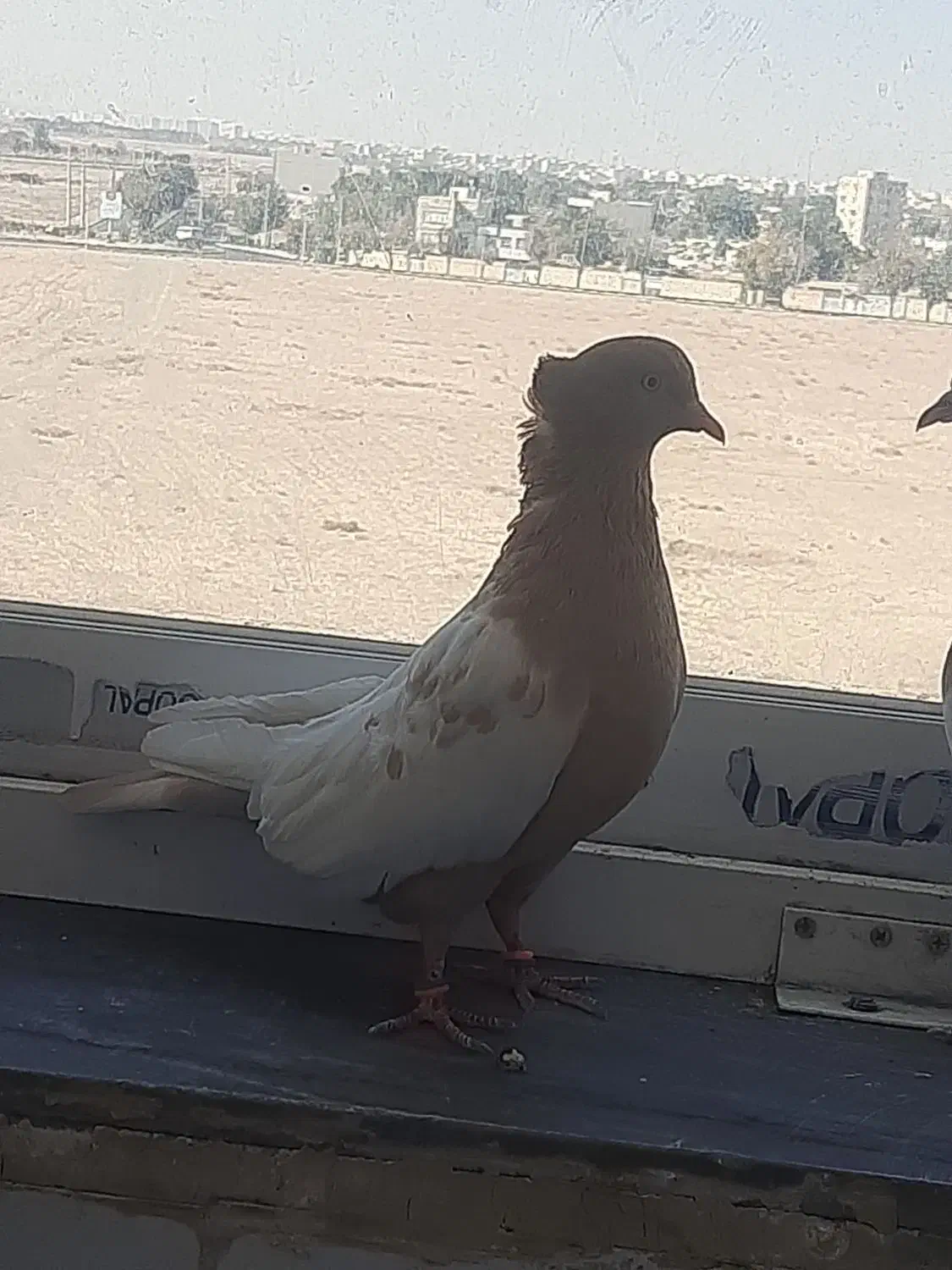 دوتا کفتر ماده  اصفهانی و رنگی|پرنده|شاهین‌شهر, شهرک پردیس|دیوار